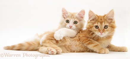 Ginger Maine Coon kittens lying together