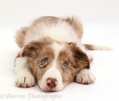 Red merle Border Collie pup lying with chin on floor looking up