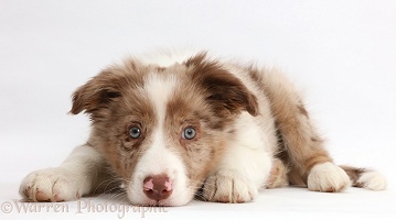 Red merle Border Collie puppy lying with chin on the floor