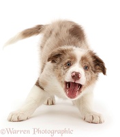 Playful Red merle Border Collie puppy barking for attention