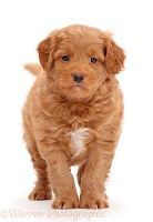 F1b Toy Goldendoodle puppy