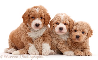 Three F1b Toy Goldendoodle puppies