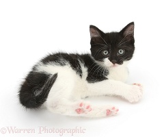 Black-and-white kitten lying and looking up