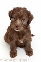 Chocolate Labradoodle puppy