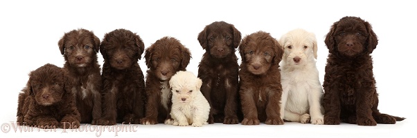 Nine Labradoodle puppies
