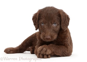 Chocolate Labradoodle puppy with crossed paws