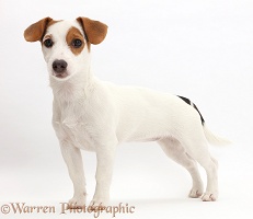 Jack Russell Terrier puppy standing