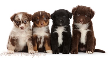 Four Mini American Shepherd puppies in a row