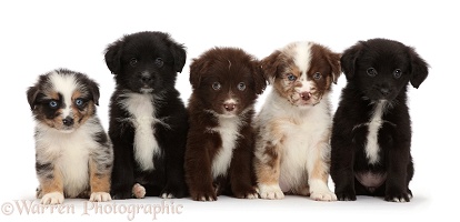 Five Mini American Shepherd puppies in a row