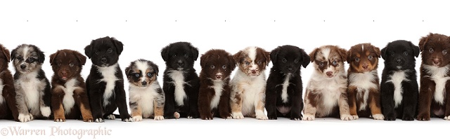 Thirteen Mini American Shepherd puppies in a row
