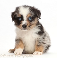 Blue eyed tricolour merle Mini American Shepherd puppy