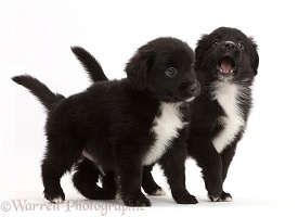 Black-and-white Mini American Shepherd puppies