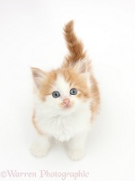 Ginger-and-white kitten looking up