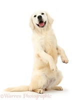 Smiley Golden Retriever sitting up and begging