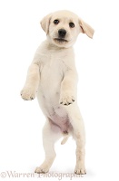Yellow Labrador Retriever puppy, jumping up