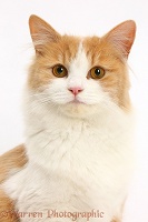 Ginger-and-white Siberian cat