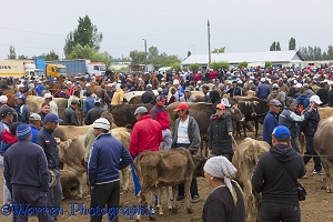 People and cattle at the Karakol Animal Market