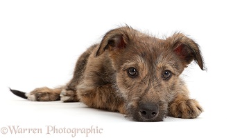 Brindle Lurcher dog puppy lying with chin on floor