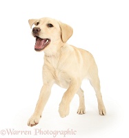 Yellow Labrador pup, 5 months old, leaping forward