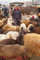 Man with Fat-tailed or Dumba Sheep at Karakol Animal Market
