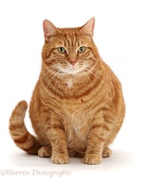 Fat Ginger cat