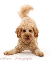 Cockapoo dog in play-bow