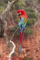 Green-winged Macaw preening
