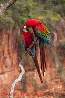 Green-winged Macaws kissing
