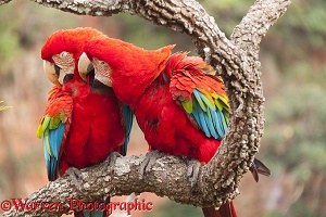 Green-winged Macaws preening each other