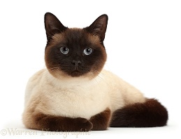 Chocolate point cat