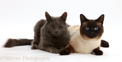 Chocolate point and shaggy grey cats
