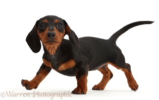 Black-and-tan Dachshund puppy walking