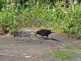 Blackbird killing a newt it has caught in a pond