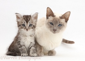 Silver tabby kitten with his Birman-cross mother