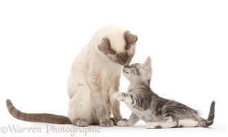 Birman-cross mother kissing her Silver tabby kitten