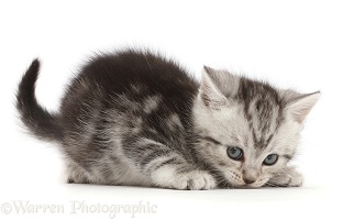 Cheeky silver tabby kitten, 6 weeks old