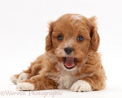 Cute red-and-white Cavapoo puppy, yawning