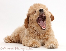 Cavachondoodle puppy yawning