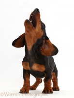 Black-and-tan Dachshund puppy barking at the sky