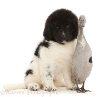 Newfoundland puppy with Indian Runner Duck