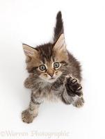 Fluffy tabby kitten looking and reaching up