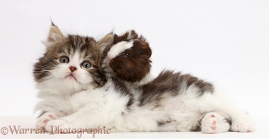 Fluffy tabby-and-white kitten with baby guinea-pig