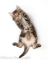 Fluffy tabby kitten lying on back and looking up