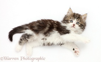 Fluffy tabby-and-white kitten lying stretched out and looking up