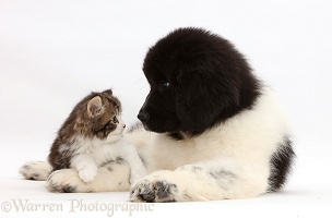 Kitten looking into the eyes of Newfoundland puppy
