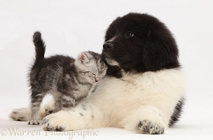Silver tabby kitten rubbing against Newfoundland puppy