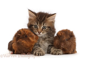 Tabby kitten with baby Guinea pigs