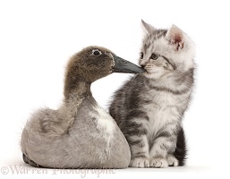 Silver tabby kitten kissing Indian Runner duckling on the beak