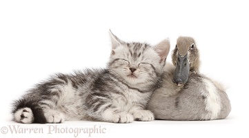 Sleepy silver tabby kitten with Indian Runner duckling