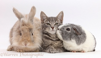 Grey tabby kitten, bunny and Guinea pig